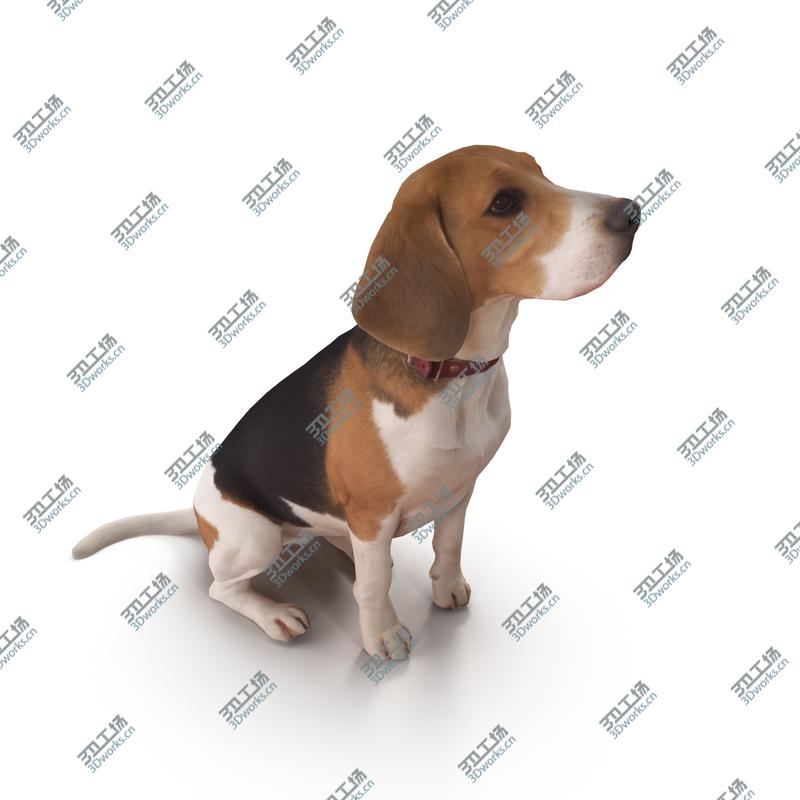 images/goods_img/202104092/3D Beagle/3.jpg
